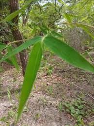 Image result for Oxytenanthera abyssinica