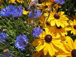 Primitive home decor, handmade goods, textiles, wreaths and lots more. Img 3489 Blue And Gold Black Eyed Susan Cornflower Black Eyed Susans