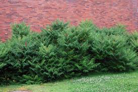 Image result for Scolopia rhamniphylla