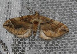 Image result for Pelurga comitata