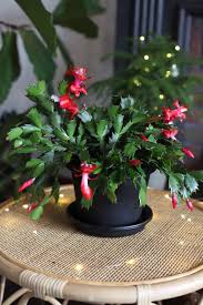 Take special note of the following information on how to care for a. Perfect Planters For The 5 Best Holiday Plants