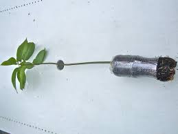 Because the wounds in the roots of seedlings planted in the fall are closed in the winter and are prepared to bring the absorbing. Use Plastic Bottles Instead Of Polybags For Planting Tree Saplings Desertification