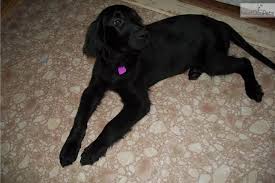 Flat coat retriever mix hello! Pretty Girl Female Flat Coated Retriever For Sale Flat Coated Retriever Retriever Retriever Puppy