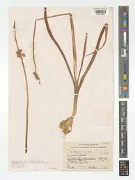 Image result for Albuca virens