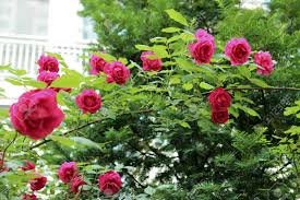 Check spelling or type a new query. Beautiful Pink Or Red Rose Flowers Of June Seoul Korea Stock Photo Picture And Royalty Free Image Image 20403899