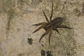 Five Spiders You Might Meet In Houston Holders Pest Solutions