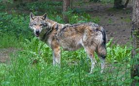 Selon ovide, ce personnage avait, par impiété et bravade, servi à jupiter comme repas les membres d'un jeune otage qu'il avait égorgé. Le Loup Animal Sauvage Controverse