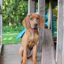 Black And Tan Coonhound Redbone Coonhound Lab Mix Pin On I Love Redbone Coonhounds