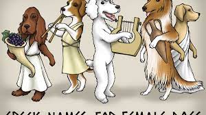 Famous dogs on tv, in movies, books, comics and real life, with images, descriptions and links; 101 Greek Goddess Names That Make Epic Female Dog Names Pethelpful