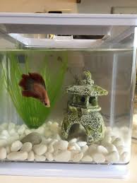Vintage betta flo pumps trucker hat. Rescued Two Bettas Are They Okay My Aquarium Club