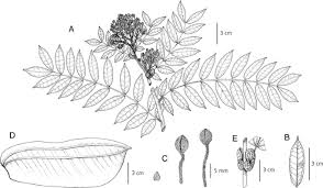 Image result for Gilbertiodendron