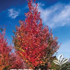 Autumn blaze red maple red maple purple. Autumn Blaze Maple For Sale At The Grass Pad