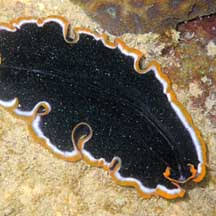 Image result for Pseudopod Ospermum