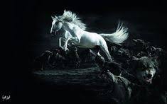 صور سوداء 2021 خلفيات سوداء ساده للتصميم horses black horses animals