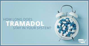 Although these findings dont necessarily apply to humans, the possibility of increased accumulation with dosing makes logical sense and shouldnt be dismissed. How Long Does Tramadol Ultram Stay In Your System