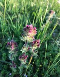 Image result for Commelina latifolia