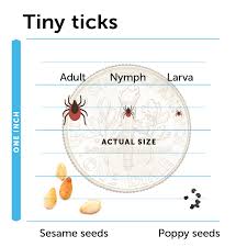 Image result for Lyme Carditis