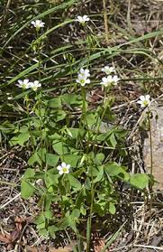 Image result for Oxalis latifolia