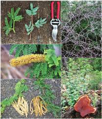 Image result for Prosopis juliflora