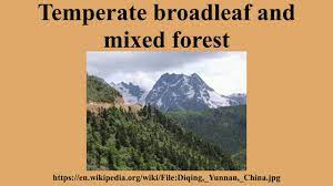 This type of forest experienced rainfall that is around 24 to 60 inched every year. Temperate Broadleaf And Mixed Forest Youtube