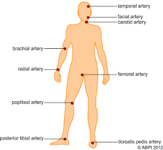 Pulse Locations On The Body Diagram Of Pulse Points On The