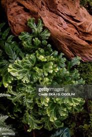 Image result for Selaginellaceae