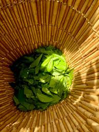 Image result for Philenoptera