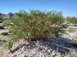 Image result for Jatropha campestris
