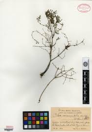 Image result for Pilea angolensis