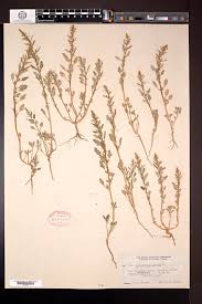 Image result for Oxybasis glauca