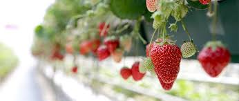 Armed with only one word, tenet, and fighting for the survival of the entire world, a protagonist journeys through a twilight world of international espionage on a mission that will unfold in. Tochigi S Strawberries Red Jewels For The Crown Of Japanese Agriculture Nippon Com