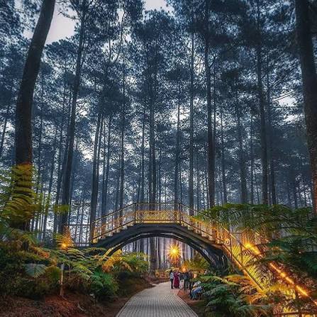 Orchid Forest