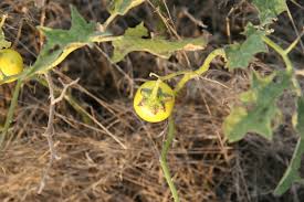 Image result for Solanum campylacanthum 'panduriforme type'