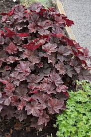 Image result for Heuchera `Palace Purple`