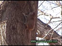Though the name suggests it, they actually don't fly like birds or bats. Flying Squirrel Text Images Music Video Glogster Edu Interactive Multimedia Posters