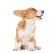 Adopting a pet has many benefits, some of which you may have not considered. Dogs Animal Refuge League Of Greater Portland Maine Animal Shelter