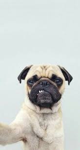 I definitely have hope for this author's next works. 71 Pugita Ideas Cute Pugs Pugs Pug Puppies