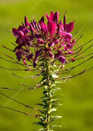 Image result for Cleome spinosa
