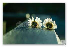 two white chamomile flowers as an expression of love زهرتا أزهار البابونج الأبيض كتعبير عن الحب chamomile flowers stock photos photo image