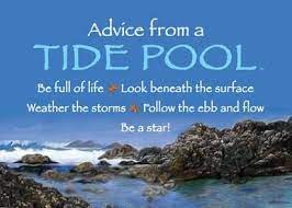 Advice From A Tide Pool Jumbo Magnet Advice Quotes Tide Pools Nature Quotes