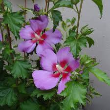 Image result for Hibiscus mutatus