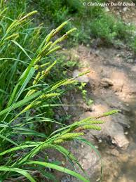 Image result for Carex johnstonii