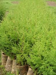 Image result for Juniperus procera