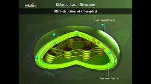 Maybe you would like to learn more about one of these? Chloroplasts Structure Youtube
