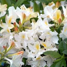 Daviesii Knaphill Azalea Rhododendron Daviesii Blomster Havearbejde Ideer