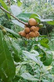 Image result for Lecaniodiscus