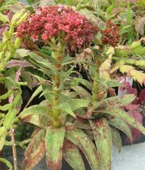 Image result for Crassula alba