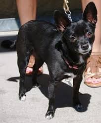 From the dogs we have rescued, who's in foster care, how to become a volunteer or a foster parent, forms for adopting, donating, dog training. Pictures Of Midnight A Chihuahua For Adoption In Gilbert Az Who Needs A Loving Home Chihuahua Pets Pet Adoption