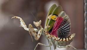 Females can be cannibalistic but males are fairly communal. Cool Animal Of The Day The Jeweled Flower Mantis Shoe Untied