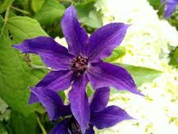 Check spelling or type a new query. Clematis Guiding Promise Taylors Clematis
